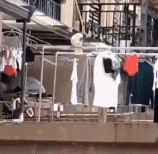 Umorismo -  Fun Animali Uccelli Pappagallo Peruche 