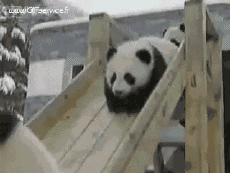 Umorismo -  Fun Animali Orso 01 