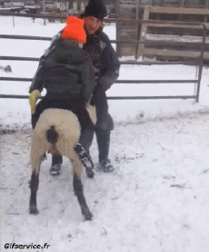 Humor -  Fun Animals Sheep 01 