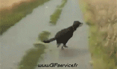 Humor -  Fun Animals Dogs 01 