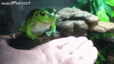 Humor - Fun Animales Ranas 01 