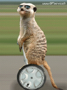 Humour - Fun Animaux Suricat 01 