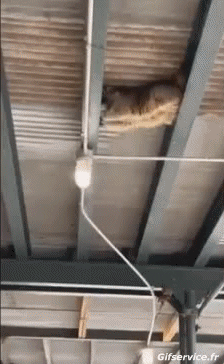 Humor -  Fun Animals Raccoons 01 