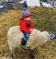 Humour - Fun Animaux Moutons 01 