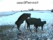 Humor -  Fun Animals Cows 01 