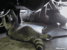 Humor -  Fun Animals Raccoons 01 