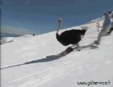 Humor -  Fun Animals Ostriches 01 