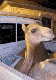 Humor -  Fun Animals Camels 01 