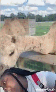 Humor -  Fun Animals Camels 01 