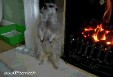 Humor -  Fun Tiere Suricat 01 