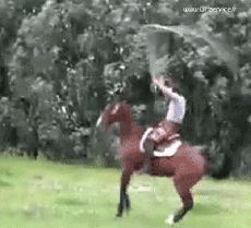 Humor - Fun Animales Caballos 01 