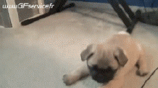 Humour - Fun Animaux Chiens Serie 02 