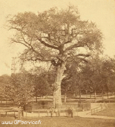 Humor -  Fun 3d Effects Stéreoscopique Wiggle 