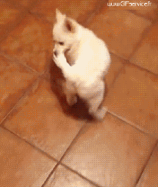 Humor - Fun Animales Perros 03 