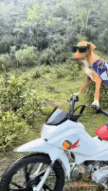 Humor -  Fun Animals Dogs 04 