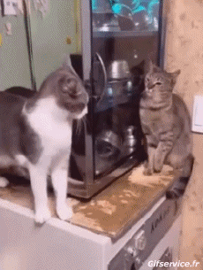 Humor - Fun Animales Gatos 06 