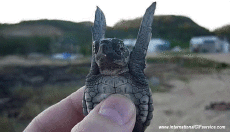 Humor - Fun Animales Tortugas 01 