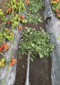 Umorismo -  Fun PERSONE Al lavoro Fun - Win 