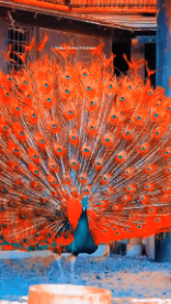 Humor - Fun Animales Pájaros Pavo real 