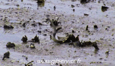 Umorismo -  Fun Animali Serpenti 01 