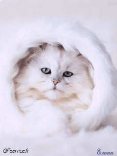 Humour - Fun Animaux Chats Serie 04 