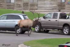 Humor -  Fun Tiere Hirsch - Kitz 01 