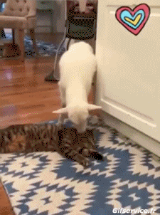 Humor - Fun Animales Oveja 01 