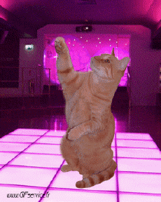 Humor -  Fun Tiere Katze 02 