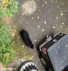 Humor - Fun Animales Oso 01 