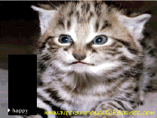 Humor - Fun Animales Gatos 01 