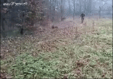 Humor - Fun Animales Perros 02 