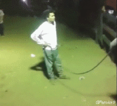 Humor -  Fun Tiere Stier 01 