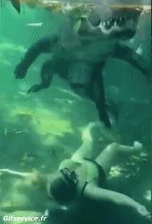 Humor - Fun Animales Cocodrilos - Caimán 01 