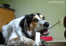 Umorismo -  Fun Animali Cani 01 