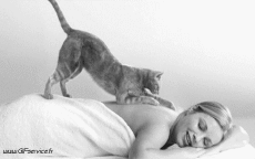 Humor - Fun Animales Gatos 03 