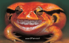 Humor - Fun Animales Ranas 01 