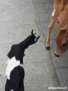 Humor -  Fun Tiere Ziegen - Ziegenbart 01 