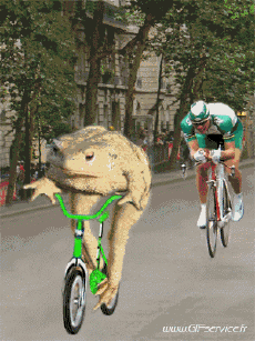 Humor - Fun Animales Ranas 01 