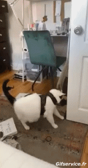 Humor -  Fun Animals Cats 06 