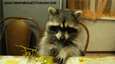 Humor - Fun Animales Mapaches 01 