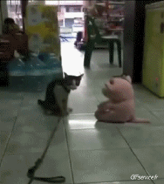 Humour - Fun Animaux Chats Serie 06 