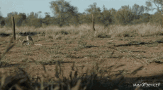 Umorismo -  Fun Animali Canguri 01 