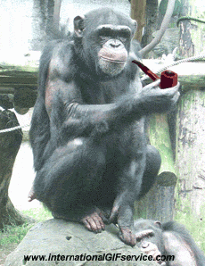 Humor -  Fun Animals Monkeys 01 