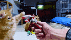 Humor -  Fun Tiere Katze 05 