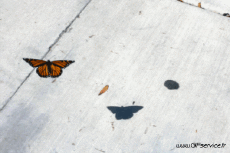 Humour - Fun 3D Effets Stéreoscopique Wiggle 