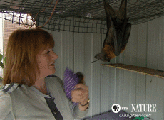 Humor -  Fun Animals Bat 01 