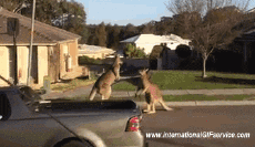 Humour - Fun Animaux Kangourous 01 