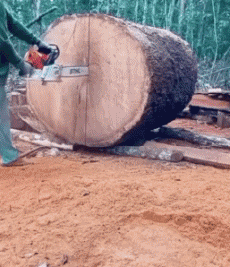 Humor - Fun GENTE Leñador - ¡Madera! Win 