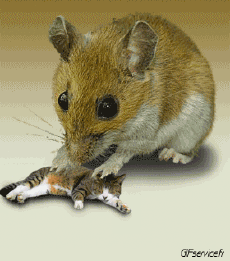 Humor -  Fun Tiere Maus 01 