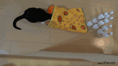 Humour - Fun Animaux Chats Serie 03 